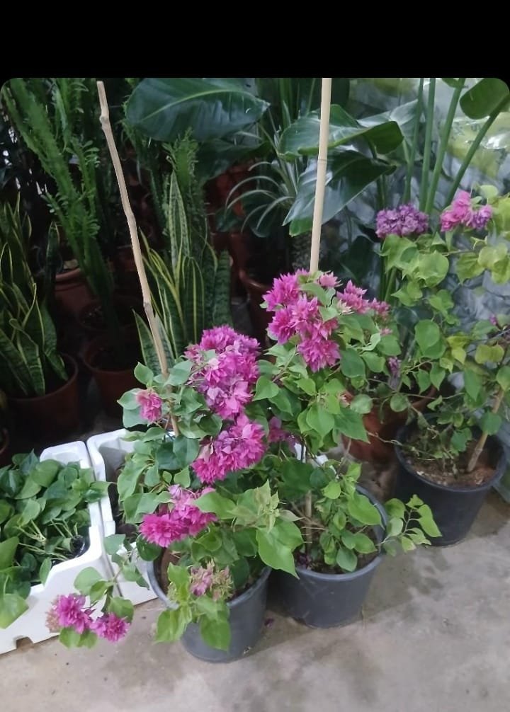 عمل تنسيق حدائق